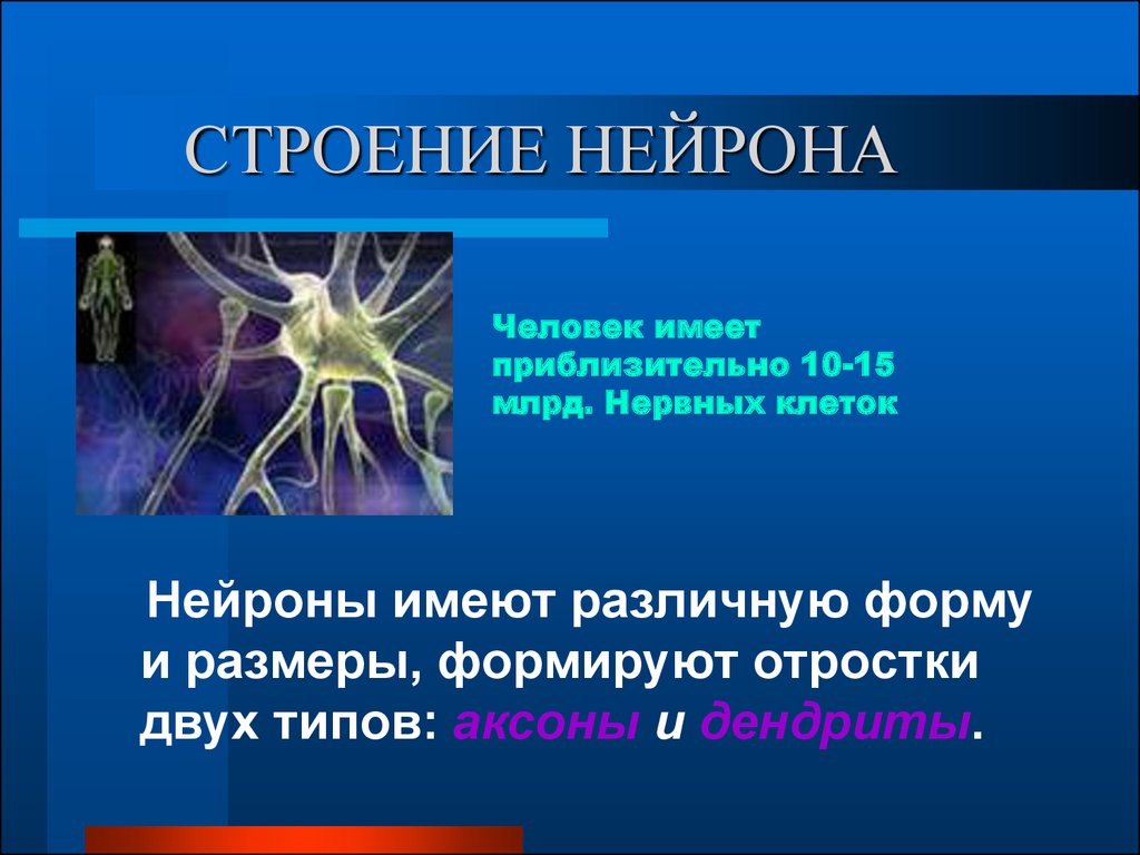 Презентация строение и функции нервной системы 8 класс презентация