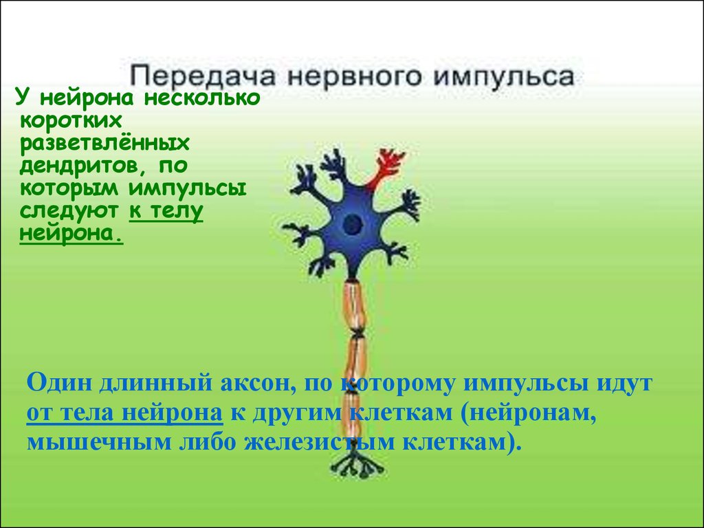 Передача нервного импульса с нейрона. Нервные импульсы от тела нейрона. Передача импульса к телу нейрона. Нервные импульсы от тела нейрона идут по. Нервный Импульс от тела нейрона передается.