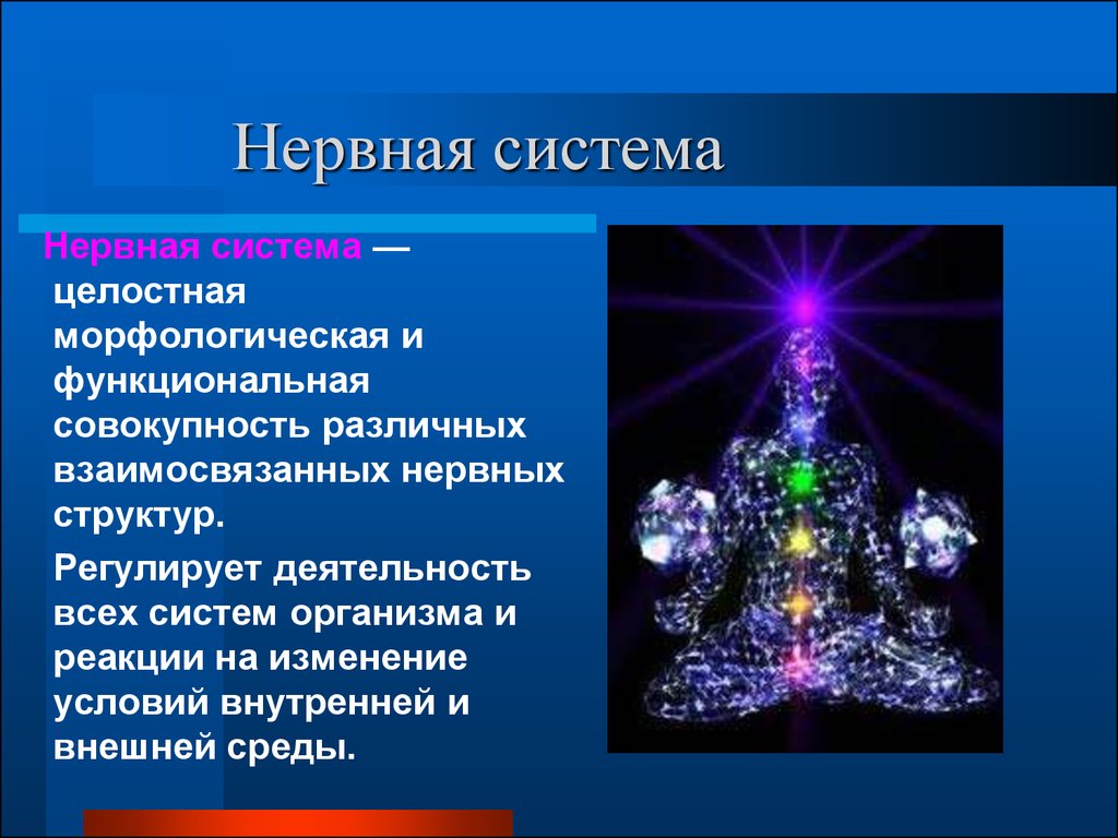 Нервная система реферат. Рассказ о нервной системе. Целостность нервной системы. Нервная система является материальной основой. Рассказ на тему нервная система.