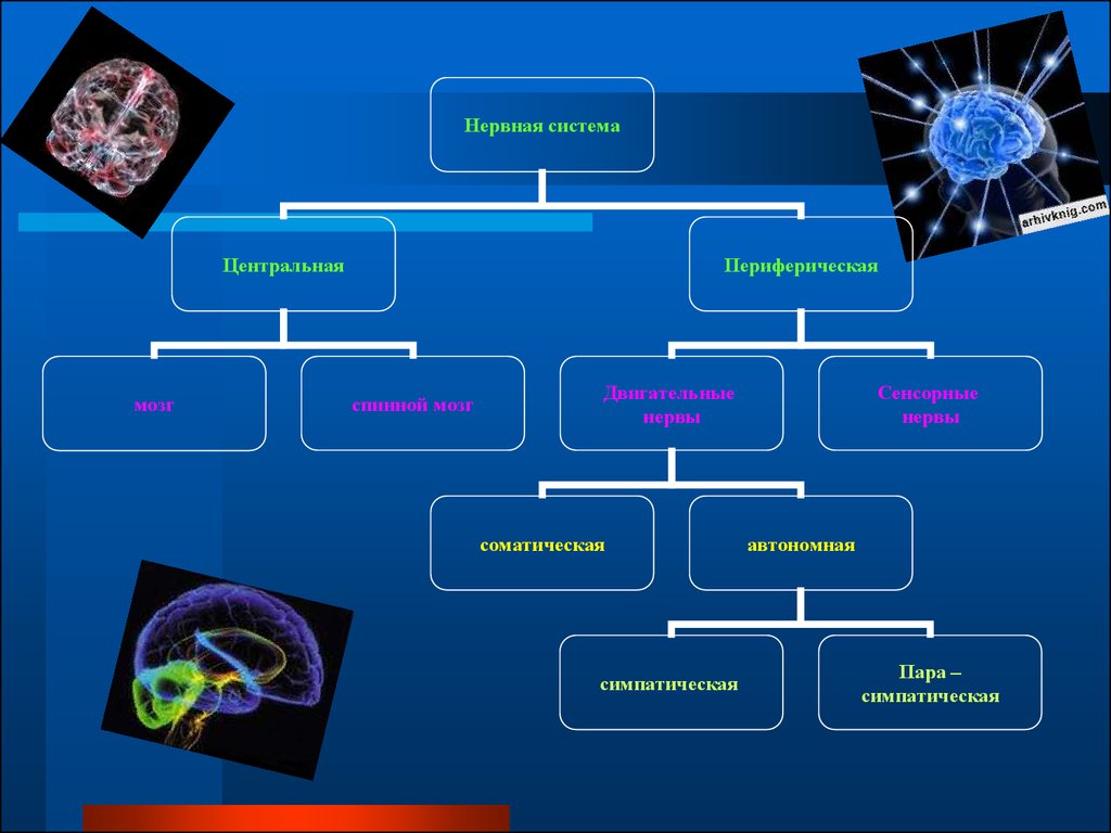 Нервная система 9 класс презентация. Нервная система. Структуры центральной нервной системы. Строение нервной системы человека. Строение центральной нервной системы.