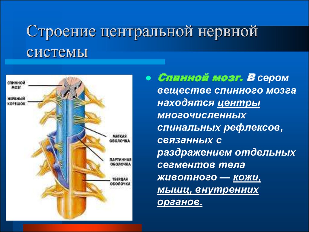 Строение спинного мозга нерва. Структуры спинного мозга строение и функции. ЦНС спинной мозг строение. Строение спинного мозга строение нерва. Нервная система спинной мозг структура.