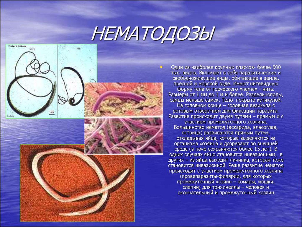 Круглые черви заболевания. Черви-паразиты нематоды.. Нематодозы (круглые черви).. Аскариды, острицы, трихинелла, фитонематоды. Нематоды паразитические черви.