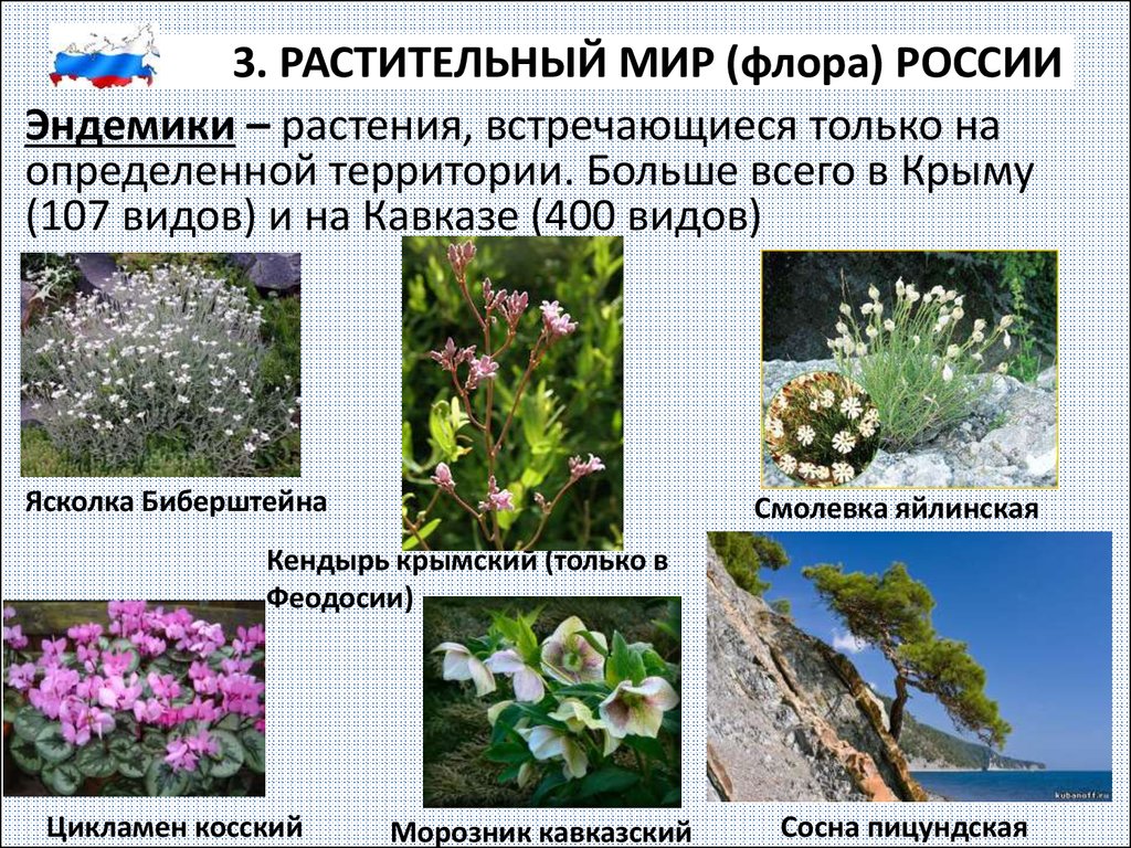 Какие растения есть в евразии. Цветы эндемики Крыма. Эндемичные виды животных и растений. Эндемичные виды растений России.