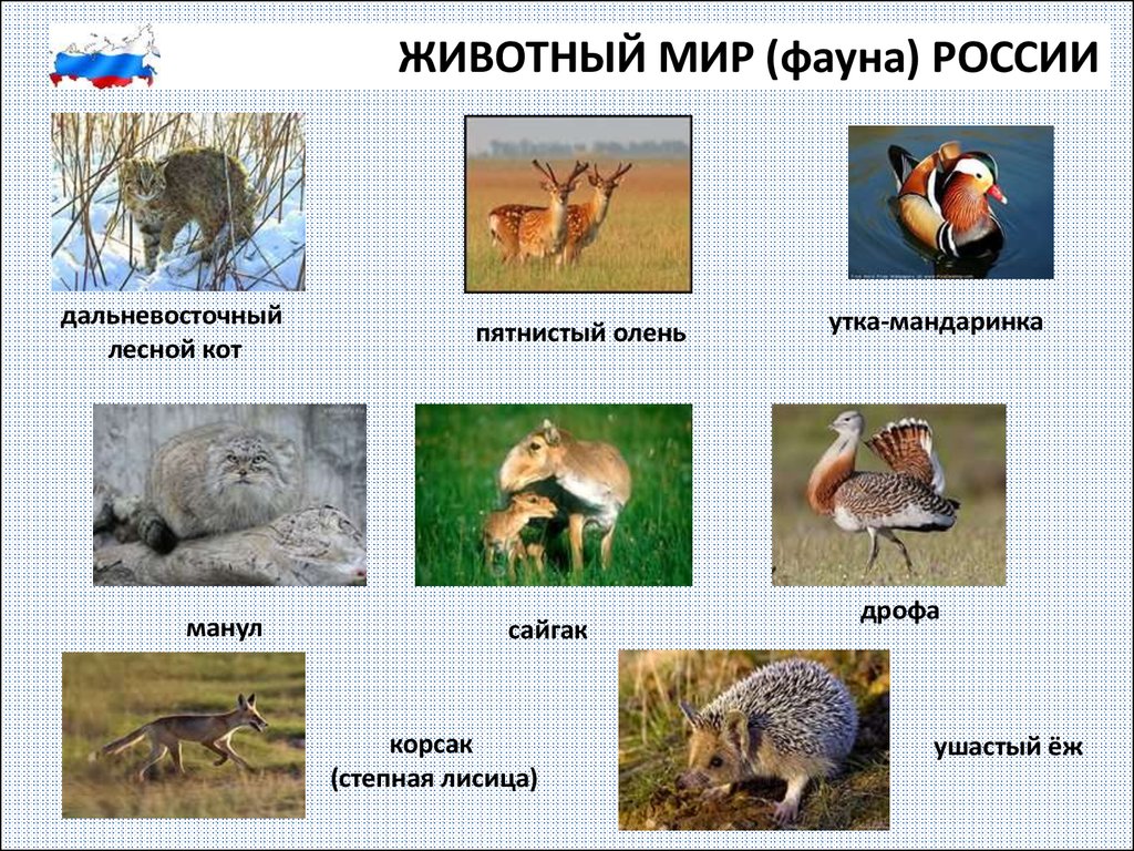 Презентация животный мир. Животный мир презентация. Животный мир России презентация. Сообщение о фауне. Фауна России кратко.