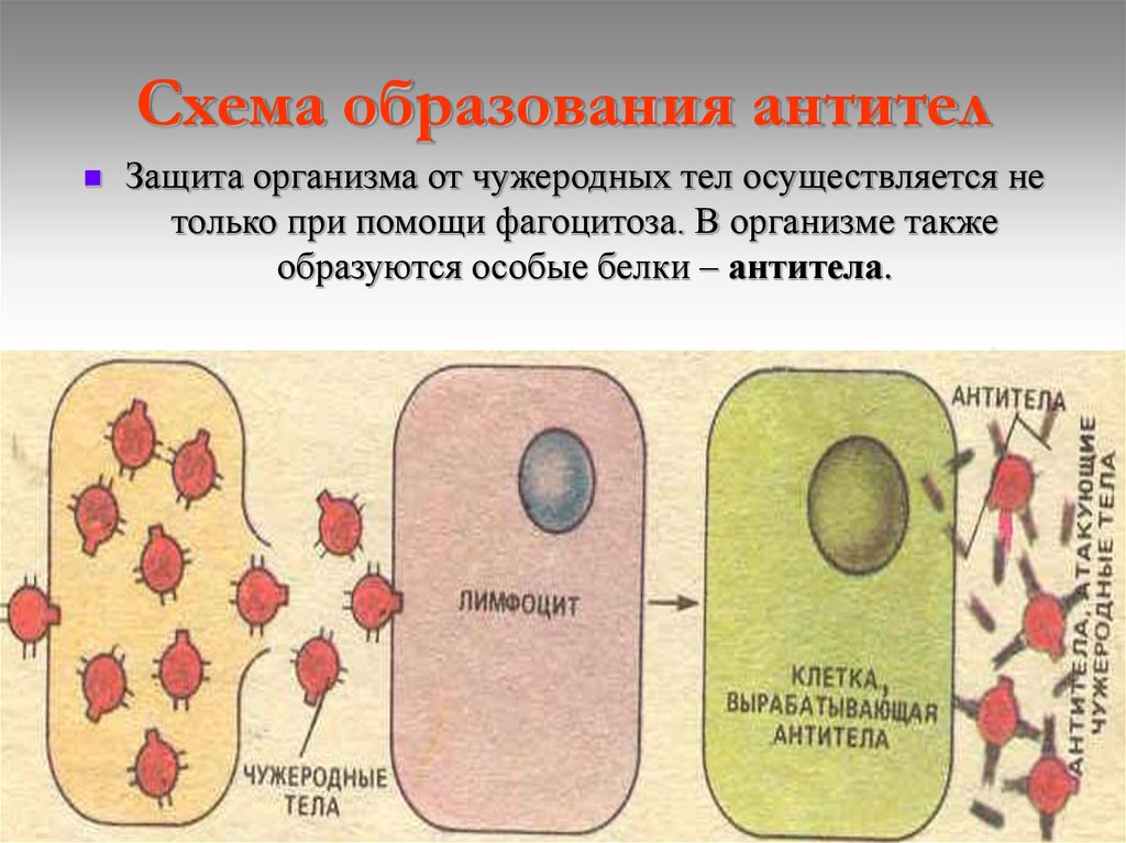 Антитела в организме. Т лимфоциты вырабатывают антитела. Схема образования антител. Механизм образования антител схема. Механизм выработки антител.