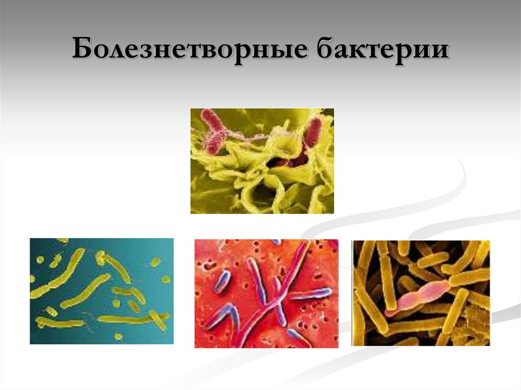 Болезнетворные бактерии могут вызывать опасные заболевания человека. Болезнетворные бактерии бактерии. Патогенные микроорганизмы. Болезнетворные бактерии человека. Болезнетворные микробы.