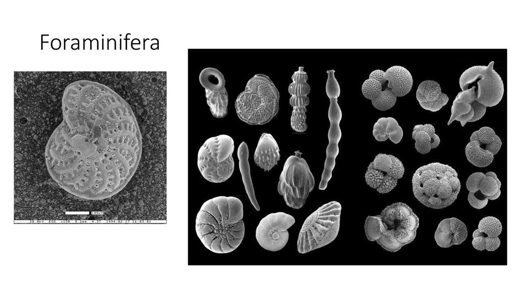 Мел под микроскопом. Мел под микроскопом фораминиферы. Раковинные фораминиферы. Фораминиферы палеозой. Фораминиферы палеонтология.