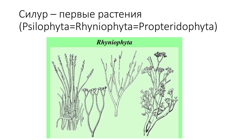 Риниофиты первые растения освоившие наземно воздушную. Риниофиты Силур. Риниевые псилофиты. Псилофиты Силур. Наземные растения силурийского периода.