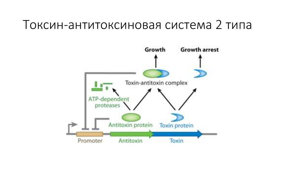 Пример токсина. Система Токсин антитоксин. Система Токсин антитоксин для бактерий. Система Токсин антитоксин хромосомная. Система 2 Тип.