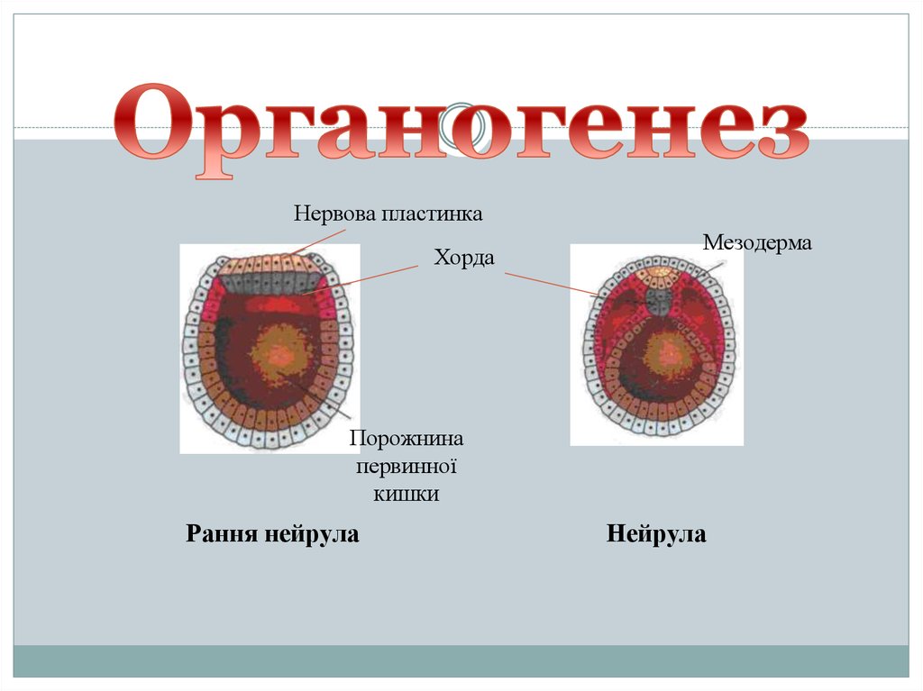 В эмбриональном развитии хордового животного органогенез начинается. Первичный и вторичный органогенез. Хорда мезодерма. Органогенез хорда. Гистогенез и органогенез.