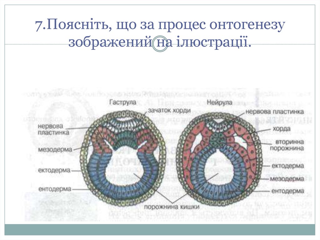 Рассмотрите рисунок подпишите части нейрулы обозначенные цифрами