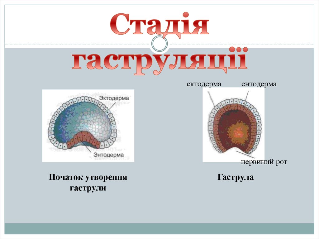 Онтогенез органогенез