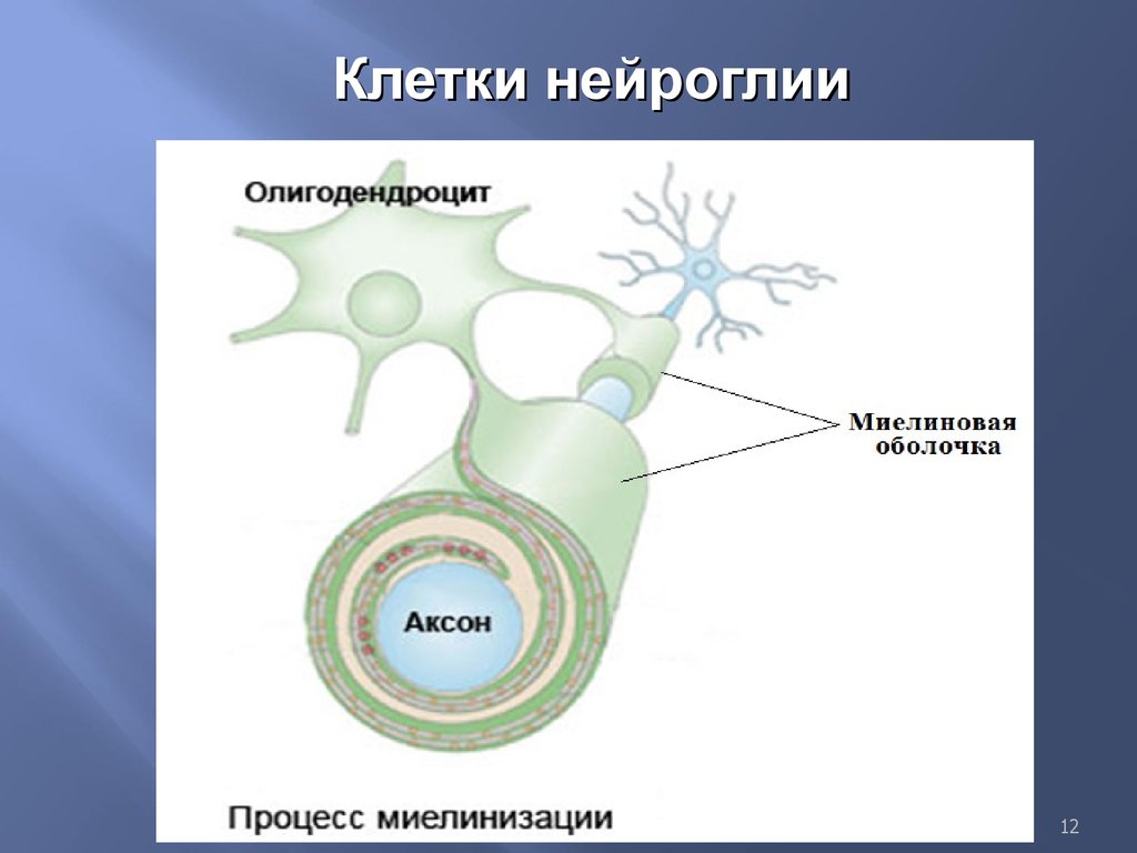 Процесс оболочки. Глиальные клетки и миелин что это. Строение миелиновой оболочки. Нейроглия олигодендроциты. Олигодендроциты это клетки.