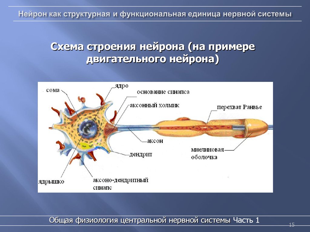 Примеры нервных клеток. Нейронное строение ЦНС. Строение строение нейрона. Схема строения нейрона. Структурно-функциональная единица ЦНС.