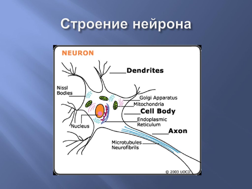 Название нервной клетки. Строение нервной клетки строение нейрона. Нейрон строение латинский. Схема строения нейрона. Нейрон схема.