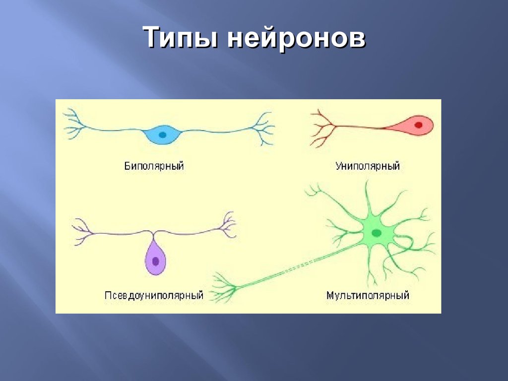 Виды нейронов. Биполярный униполярный Нейрон. Основные типы нейронов. Виды нервных клеток. Биполярные нервные клетки.