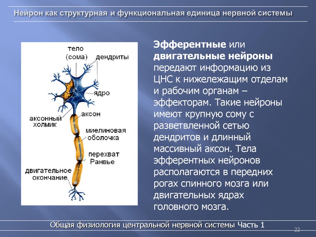 Название нервной клетки. Эфферентный Нейрон строение. Нейрон структурная и функциональная единица нервной системы. Нейрон ЦНС строение. Нейроны центральной нервной системы.