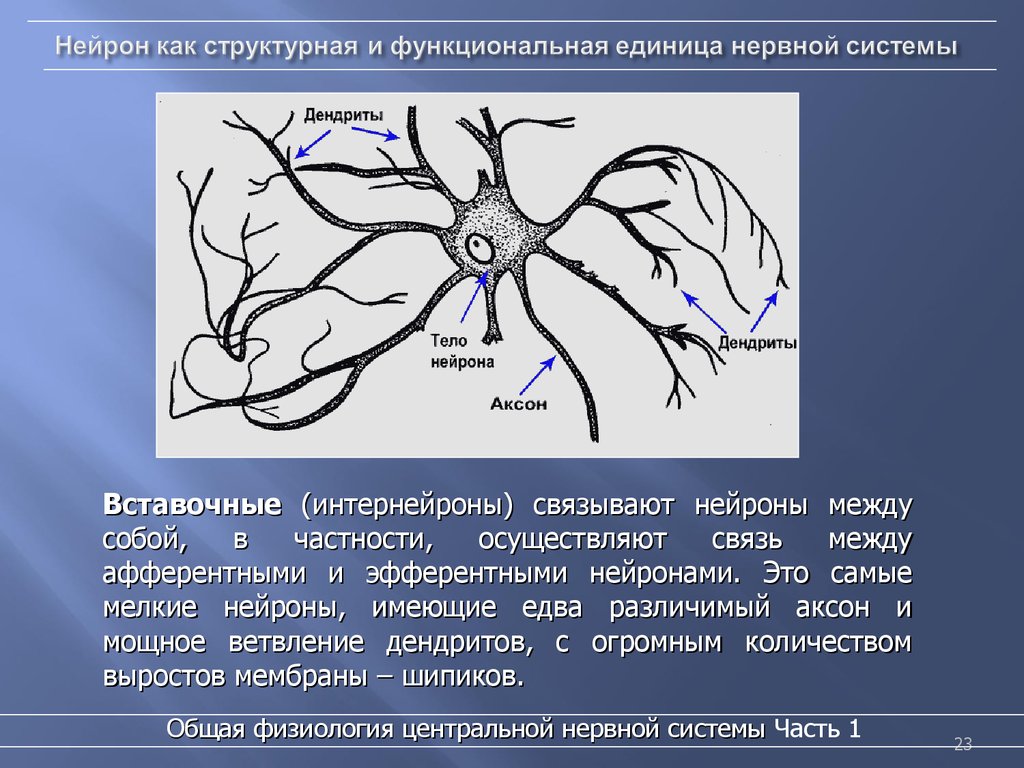 Осуществляет связь между нейронами какой нейрон. Вставочный Нейрон. Нейрон как структурно-функциональная единица. Связь между нейронами. Нейроны связаны между собой.