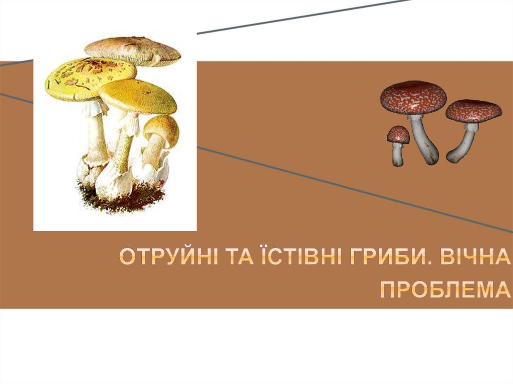 Отруйні та їстівні гриби. Вічна проблема