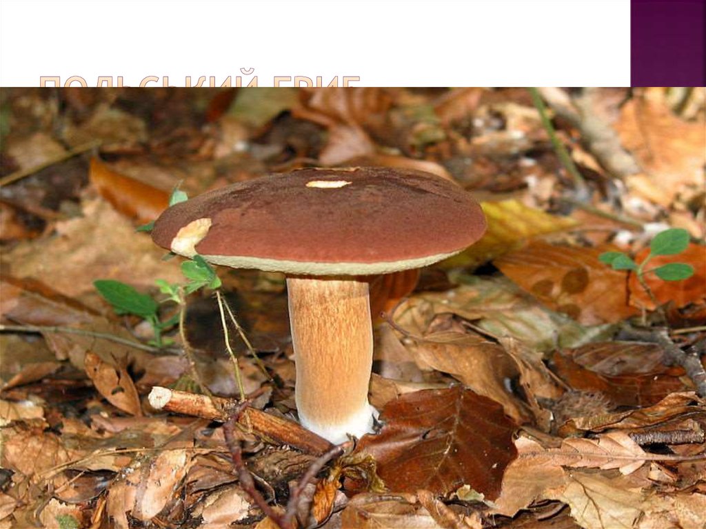 Польський гриб