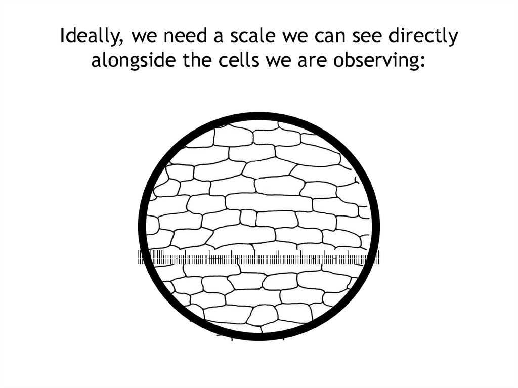 Ideally, we need a scale we can see directly alongside the cells we are observing: