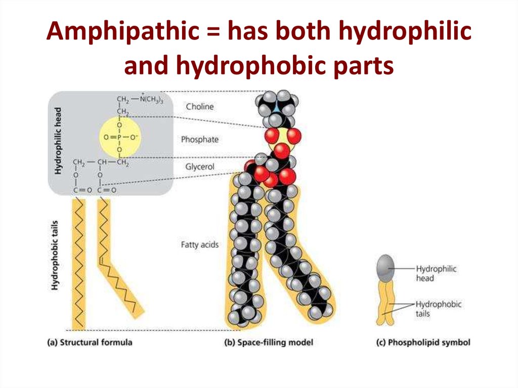 Amphipathic = has both hydrophilic and hydrophobic parts