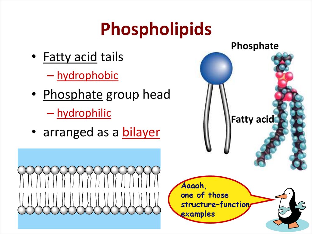 in biological membranes the phospholipids are arranged in a