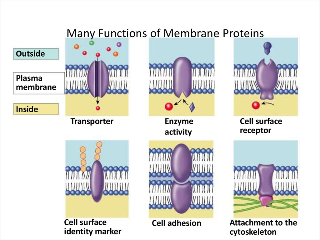 Many Functions of Membrane Proteins