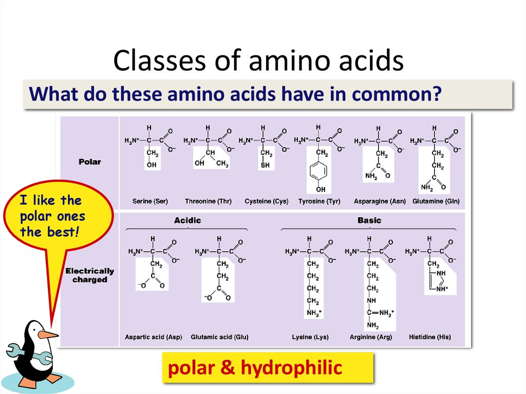 Classes of amino acids