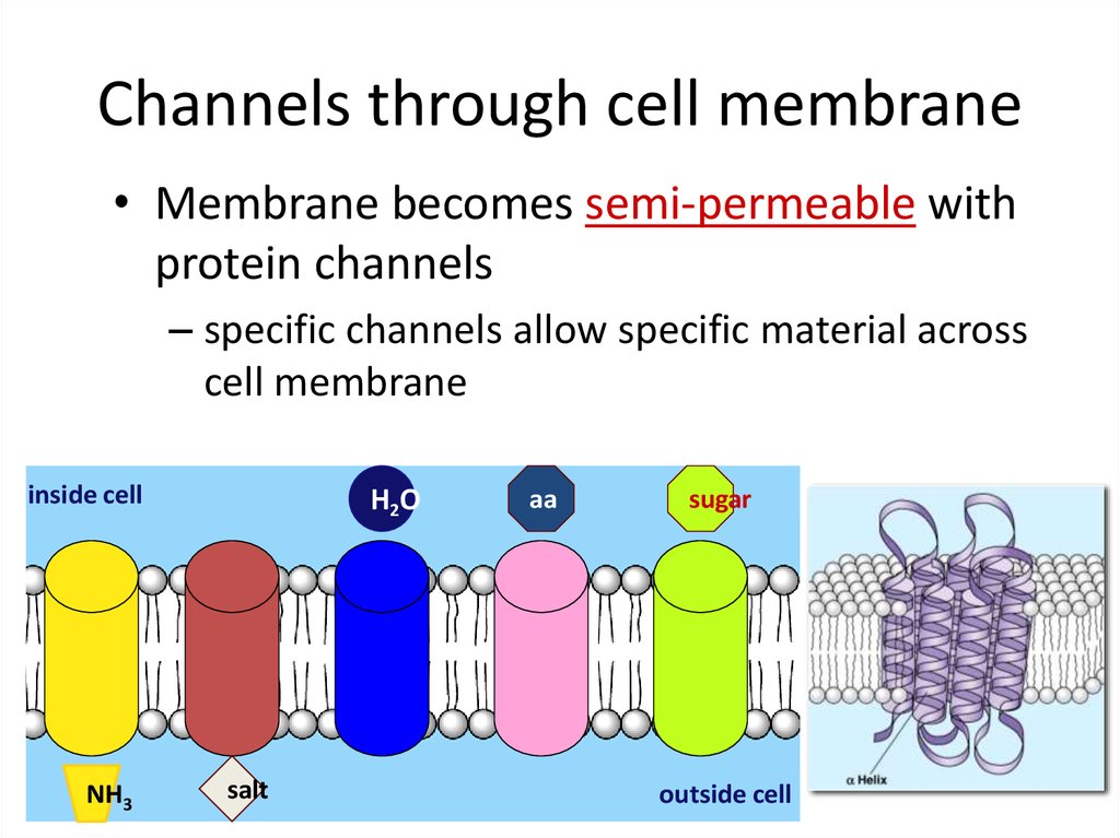Channels through cell membrane