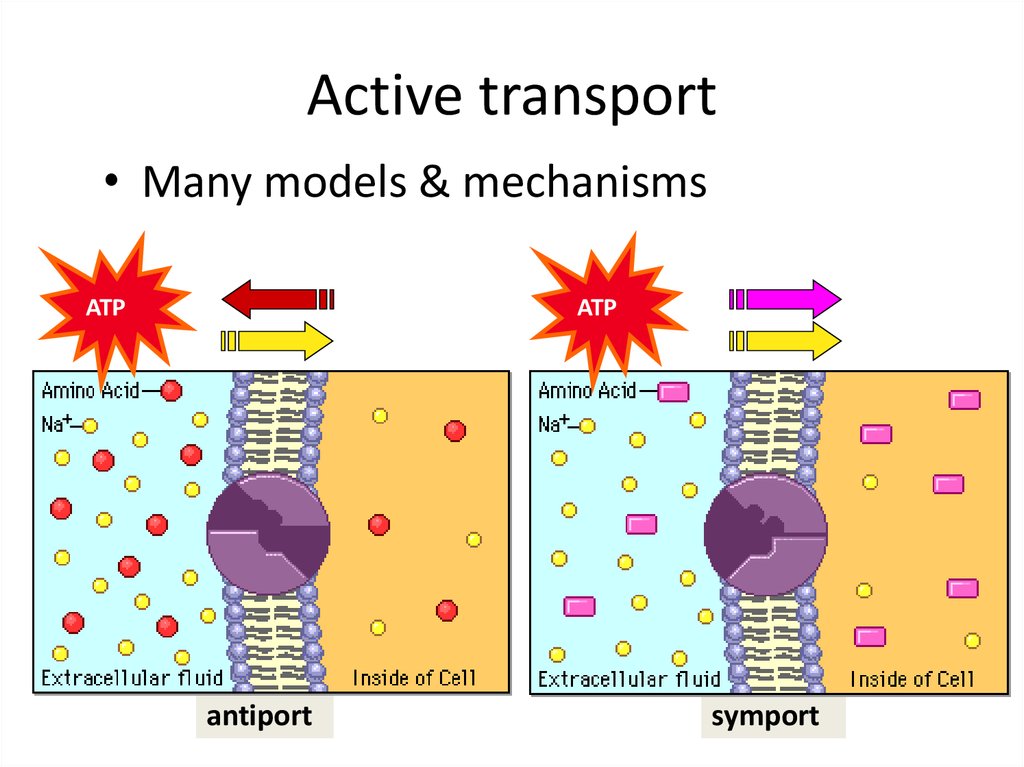 cell-membrane-fluid-mosaic-online-presentation