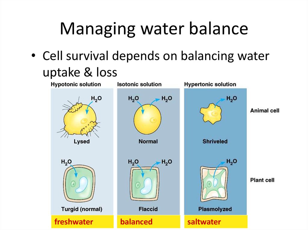 Managing water balance