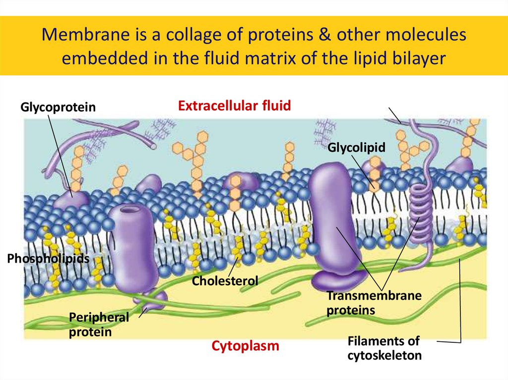 intracellular fluid