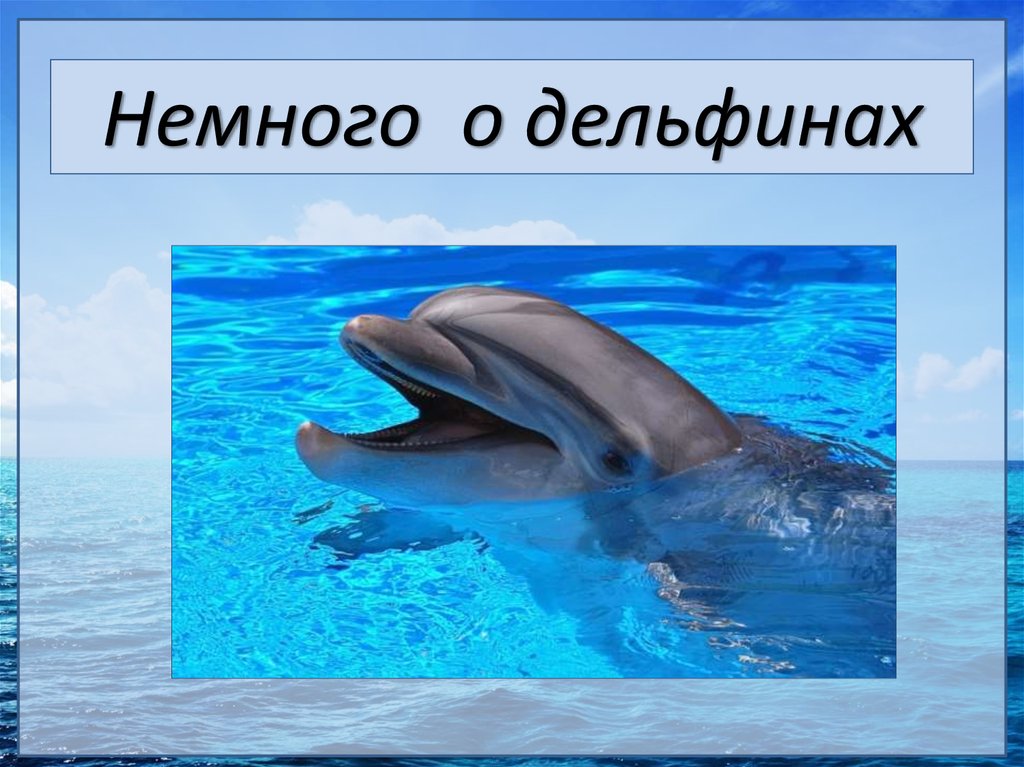 Загадка про дельфина. Презентация про дельфинов. Презентация о дельфине. Дельфины презентация. Немного о дельфинах.