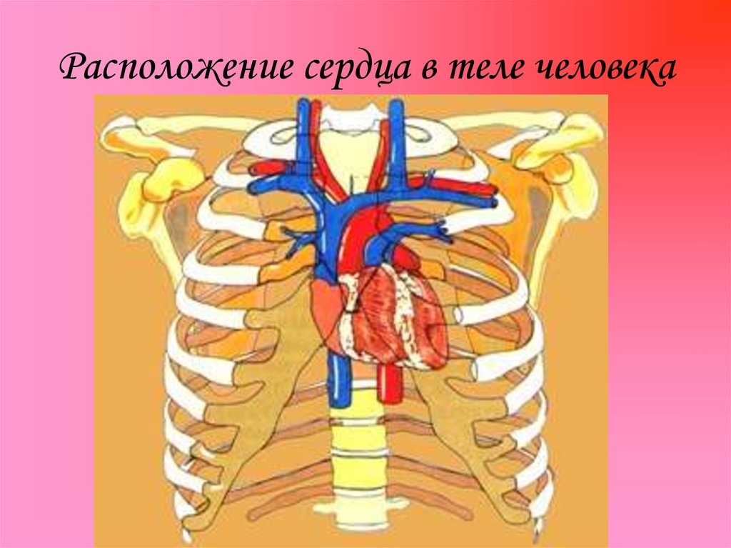 Расположение клапанов сердца человека