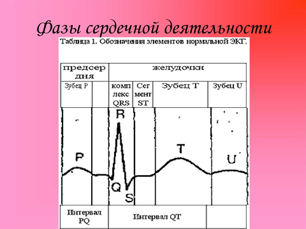 Фазы сердечной деятельности рисунок