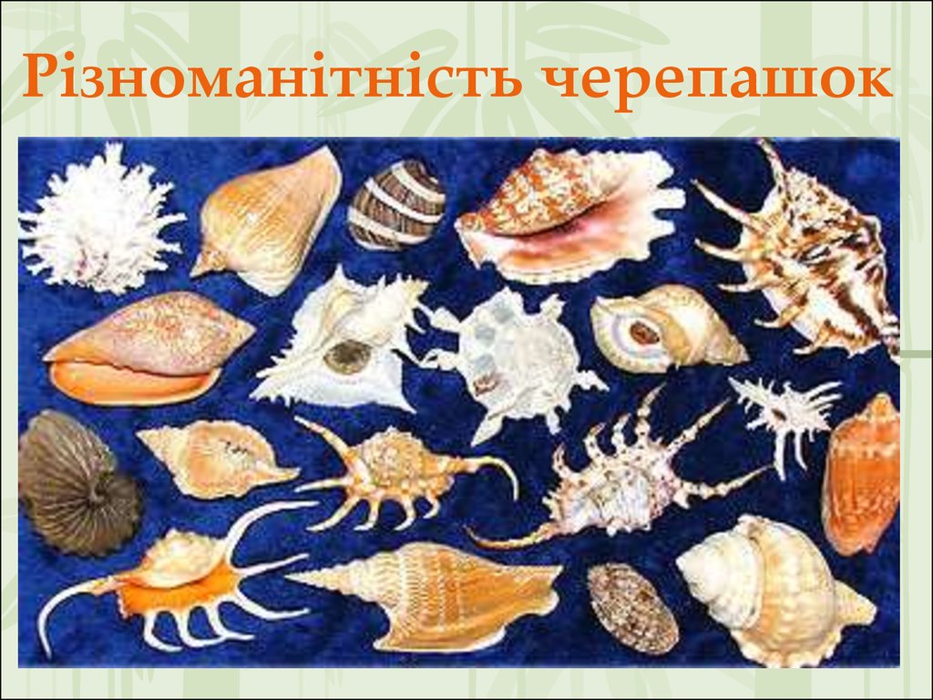 Какие виды моллюсков. Моллюски названия. Ракушки морские виды. Раковины моллюсков с названиями. Ракушки морские разновидности.