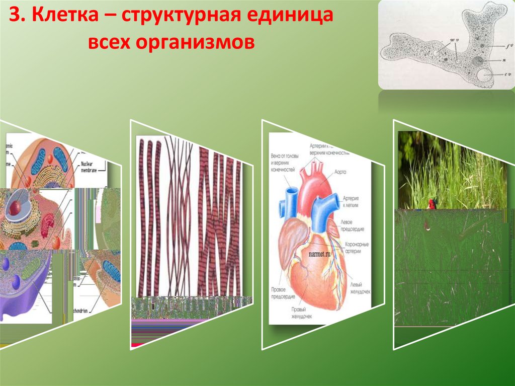 Единица организма. Клетка структурная единица организма. Структурные единицы клетки. Клетка структурная единица всего. План урока клетка структурная единица организма.