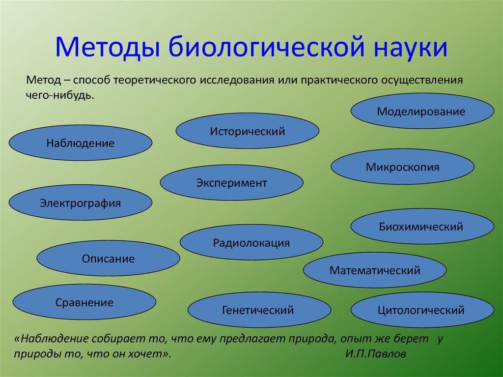 Какой метод биологических исследований был использован для получения приведенного изображения