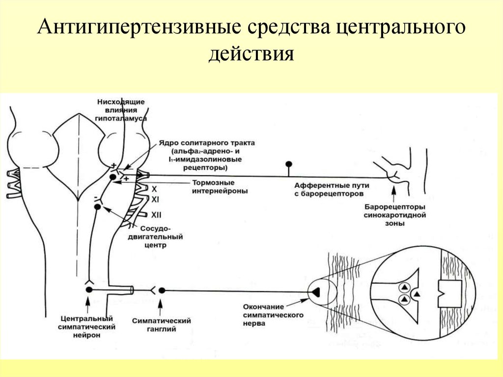 Центральный средства. Гипотензивные препараты центрального действия механизм действия. Механизм действия гипотензивных средств схема. Антигипертензивных препаратов центрального действия классификация. Механизм действия центральных гипотензивных препаратов.