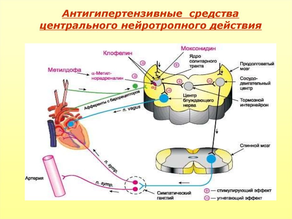 Центральное действие. Нейротропные антигипертензивные средства механизм действия. Нейротропные гипотензивные средства механизм действия. Нейротропные антигипертензивные средства центрального действия. Механизм действия нейротропных антигипертензивных средств.