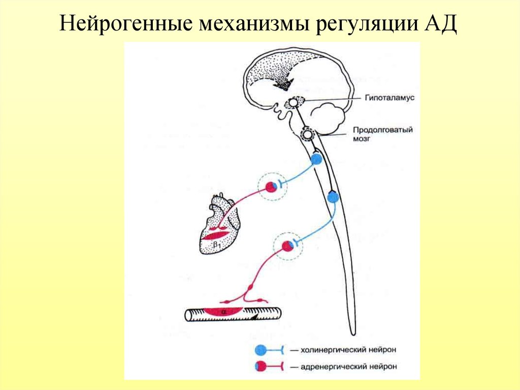 Примеры нервных рефлексов. Механизм рефлекторной дуги. Барорецепторный механизм регуляции ад. Рефлекторная дуга саморегуляции артериального давления. Рефлекторная регуляция артериального давления физиология.