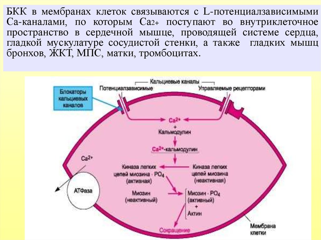 Блокаторы кальциевых каналов препараты поколения