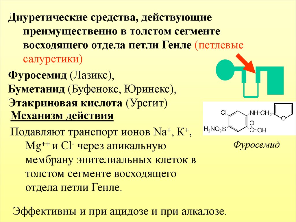 Средства действующие. Средства действующие на толстый сегмент восходящей части петли Генле. Диуретики действующие в петле Генле. Средства действующие на уровне петли Генле. Средства действующие в толстом сегменте восходящей части петли Генле.