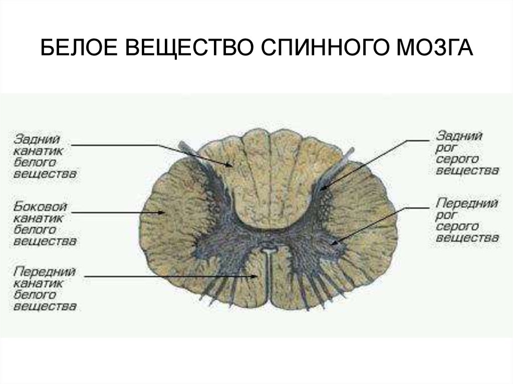 Белое вещество головного и спинного мозга образуют. Структура серого вещества мозга. Строение спинного мозга белое вещество серое вещество. Строение белого вещества спинного мозга анатомия. Структурные компоненты белого вещества спинного мозга.