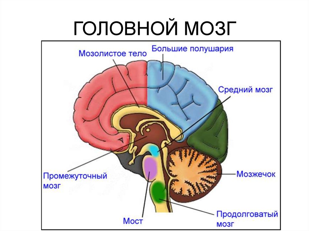 Структуры головного мозга презентация