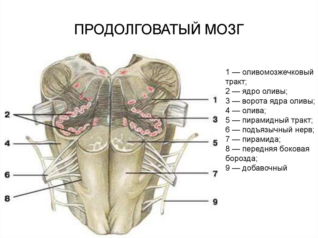 1 продолговатый мозг. Продолговатый мозг без подписей. Оливомозжечковый тракт. Продолговатый мозг картинка. Оливы спинного мозга.