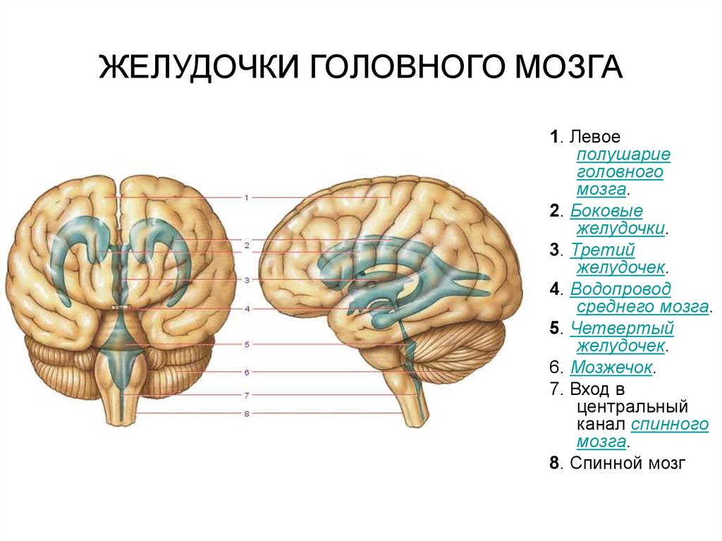 Увеличение желудочков головного