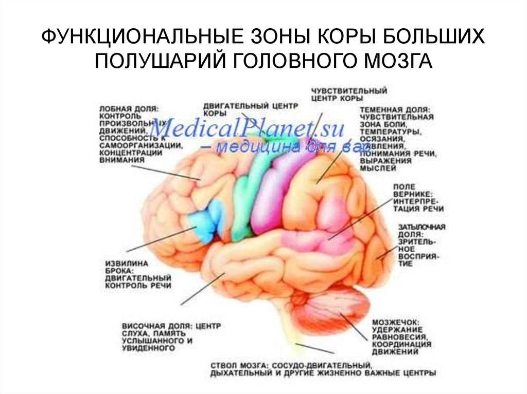 Чувствительные зоны коры больших полушарий. Проекционные зоны коры головного мозга таблица. Афазия Брока мозг. Зоны поражения мозга при афазии. Функциональная принадлежность коры полушарий большого мозга таблица.