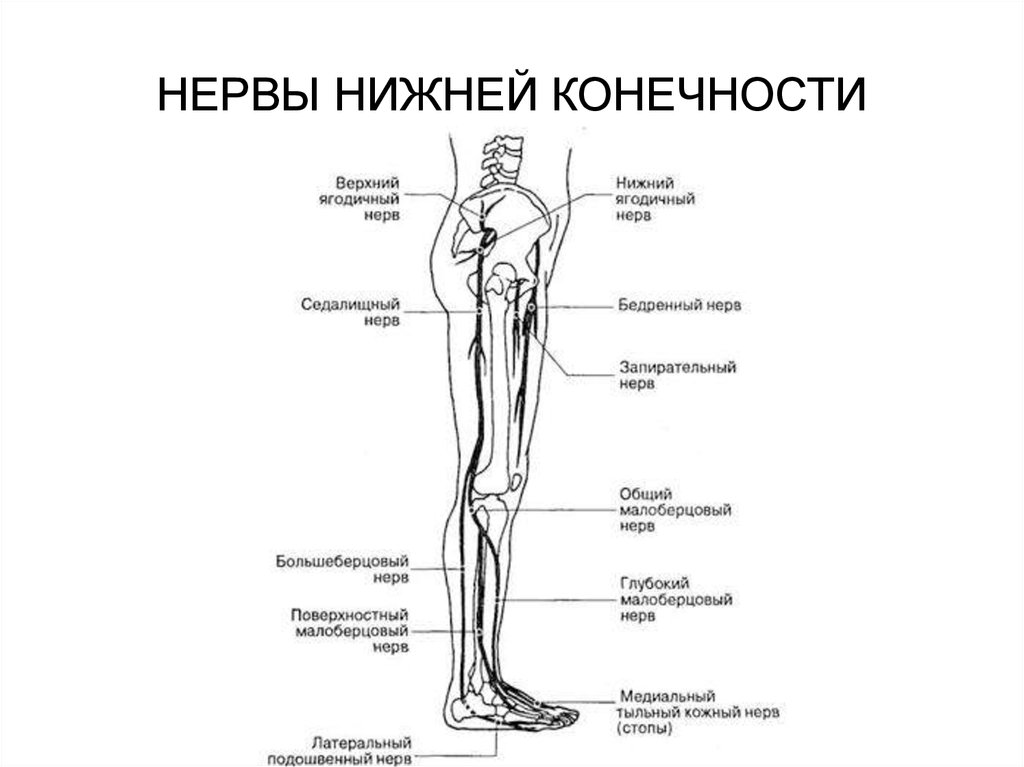 Нервы ноги. Иннервация нижних конечностей схема. Схема иннервации нижних конечностей человека. Топография нервов нижней конечности. Анатомия нервной системы нижних конечностей.